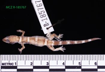 Media type: image;   Herpetology R-185767 Description: Specimen photo;  Aspect: whole body dorsal